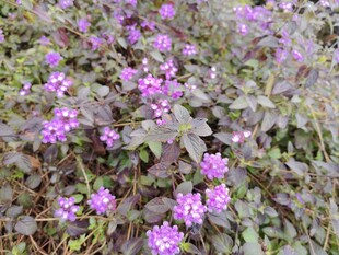 紫色小花绽放于草丛间