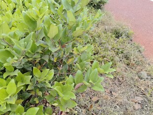 绿叶繁茂的户外植物景观