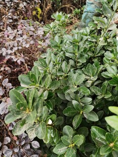绿叶植物特写