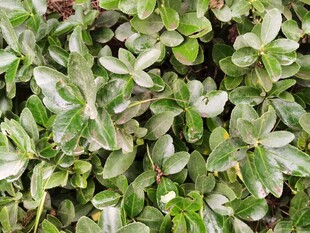 绿叶植物特写