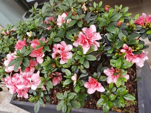 粉色杜鹃花盆栽