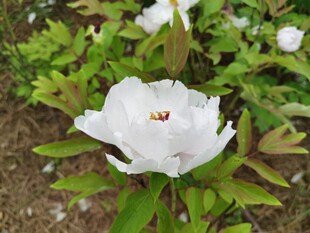 洁白绽放的娇艳牡丹花