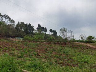 山坡绿植景观