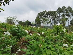 繁茂绿植花卉景观