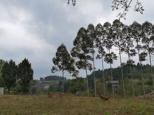 乡村田野旁的高大树木