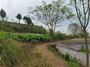 乡村小径旁的绿植与水塘