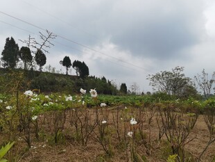 山坡田园风光