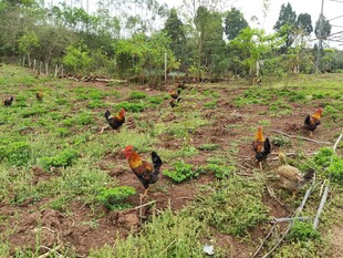 田园中觅食的多彩鸡群