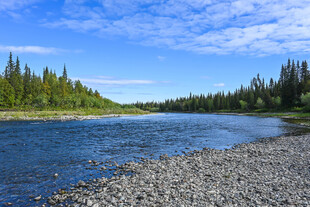 河畔砾石与葱郁林木景观