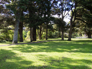 阳光洒落的静谧林间草地