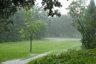 雨中绿意盎然的林间小道