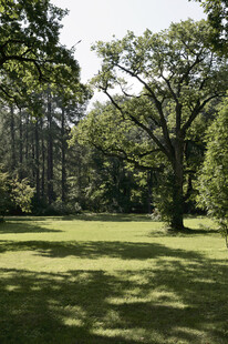阳光照耀下的静谧林间草地