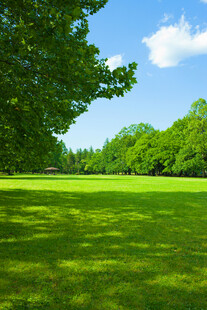翠绿草地与葱郁树林美景