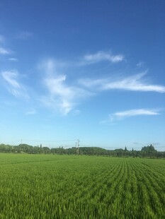 广袤绿野上的晴朗蓝天