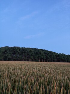 金黄麦田与远处葱郁树林