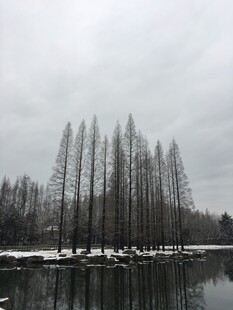 冬日湖畔的挺拔树林