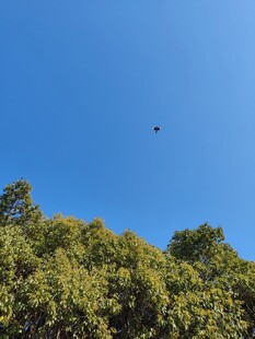 蓝天绿树间飞鸟