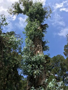 高耸入云的茂密大树