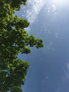 仰望蓝天绿叶的美好景象