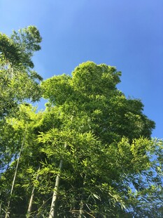 蓝天映衬下的葱郁树林