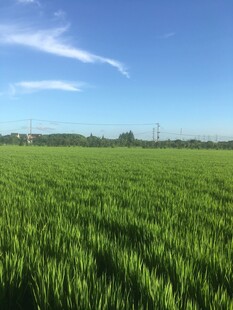 广袤绿野麦田风光