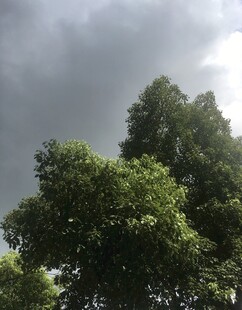 乌云下的葱郁绿树