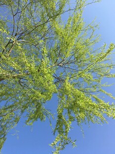 蓝天映衬下的嫩绿树枝