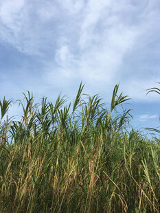 蓝天映衬下的蓬勃芦苇丛