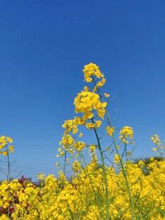 春日油菜花田醉美风光