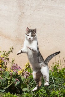 站立猫咪于花丛中