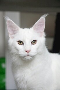 纯白缅因猫的优雅神态