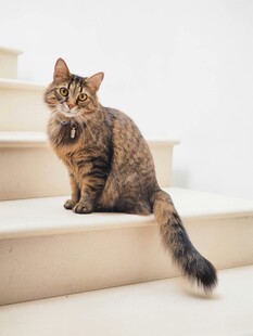 台阶上的可爱猫咪