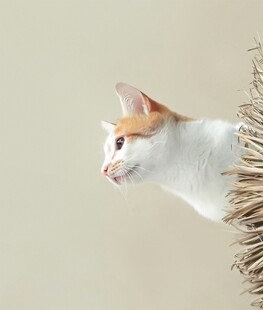 白橘猫探头张望