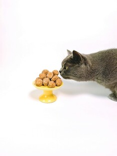 猫咪嗅闻盘中食物