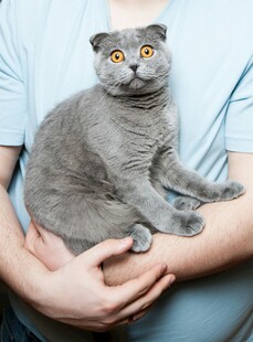 怀中灰猫睁大眼睛超萌