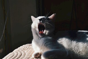 打哈欠的猫咪