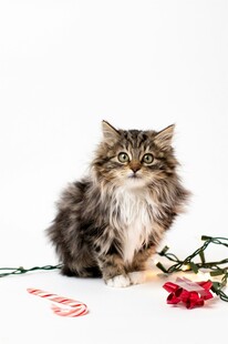 长毛猫与玫瑰的温馨画面