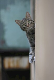 猫咪躲门后好奇张望