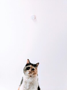 仰头猫咪