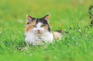 草地上的三色猫咪