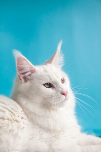 白色猫咪侧卧蓝背景