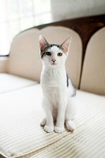 可爱猫咪端坐于沙发上
