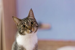 可爱小猫侧头凝望