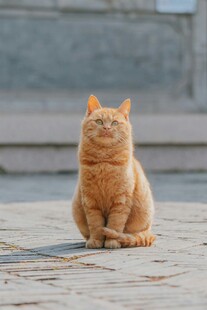 橘猫端坐
