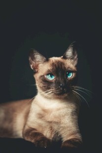 蓝眼暹罗猫的优雅瞬间