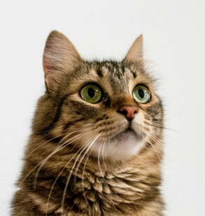 可爱长毛猫抬头凝望