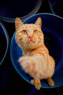 橘猫伸爪于蓝色碗中