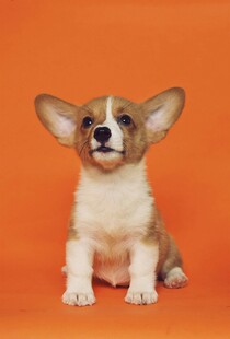 可爱柯基犬坐于橙色背景前