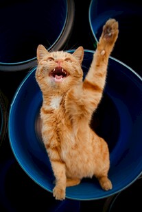 橘猫欢乐坐碗中伸爪子