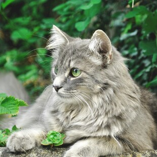 长毛灰猫侧卧绿植旁